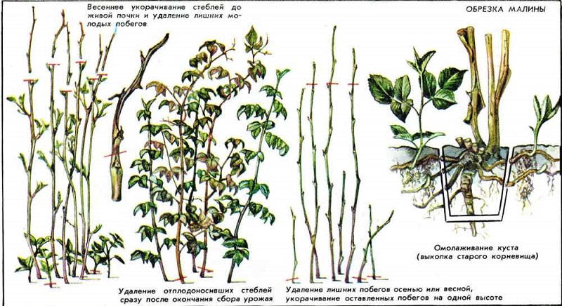 When and how to properly prune raspberries in the fall