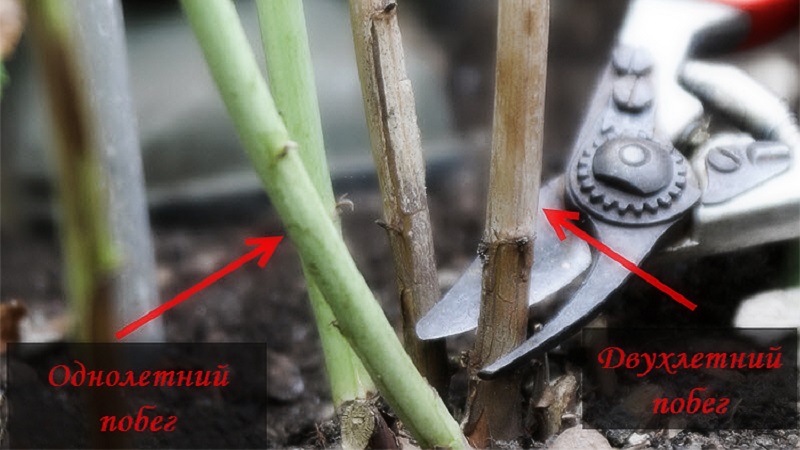 When and how to properly prune raspberries in the fall