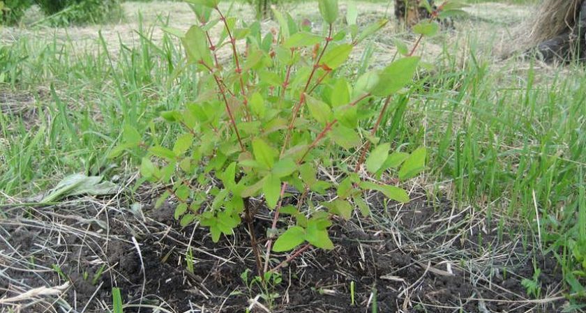 When and how to plant honeysuckle in autumn and what mistakes to avoid during planting
