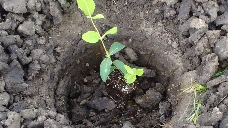 When and how to plant honeysuckle in autumn and what mistakes to avoid during planting