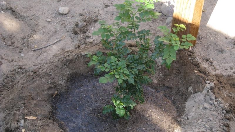 When and how to plant honeysuckle in autumn and what mistakes to avoid during planting