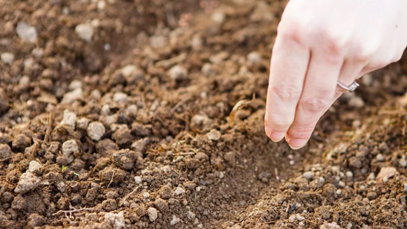How to properly plant parsley and dill before winter, and when is it best to do it