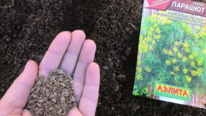 How to properly plant parsley and dill before winter, and when is it best to do it