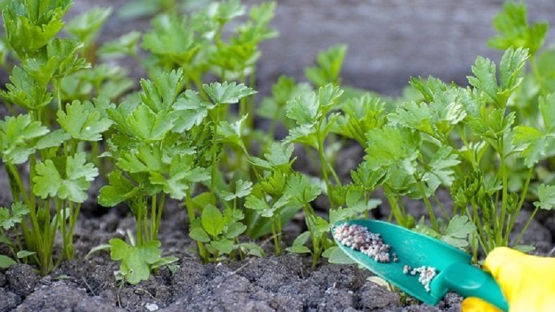 Parsley - description, cultivation, photo