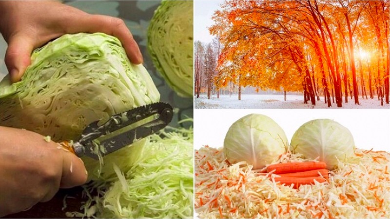 The best timing for harvesting: when to salt cabbage in November and how to do it right