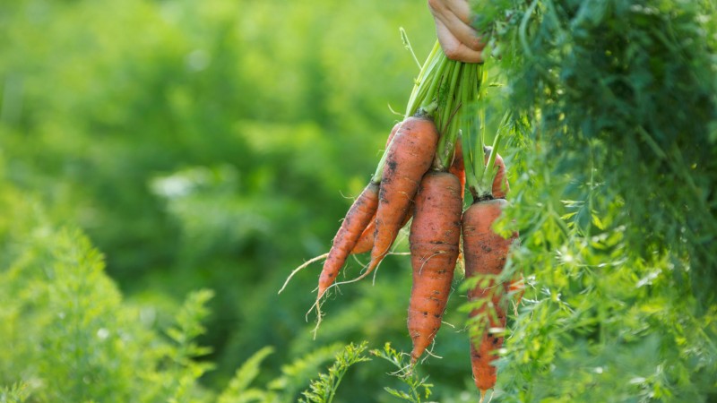 How to determine when to store carrots from the garden