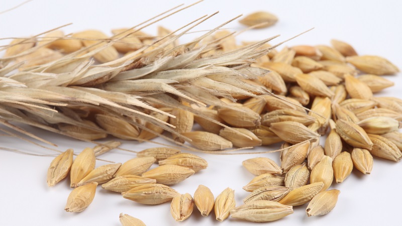 Medicinal properties of oats: folk recipes and contraindications
