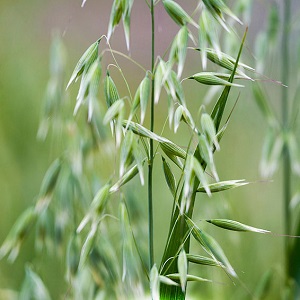 Medicinal properties of oats: folk recipes and contraindications