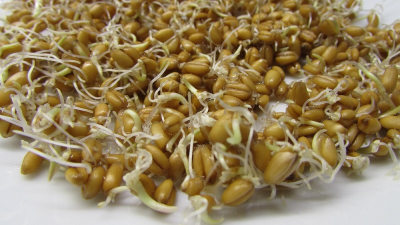 Medicinal properties of oats: folk recipes and contraindications