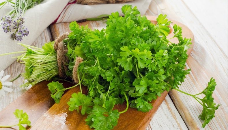 Medicinal properties of parsley and contraindications for use