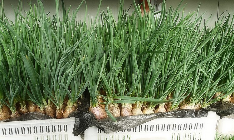 The best varieties of onion seeds for greens and a growing algorithm