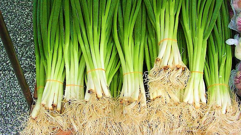 The best varieties of onion seeds for greens and a growing algorithm