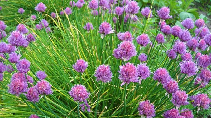 The best varieties of onion seeds for greens and a growing algorithm