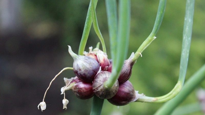The best varieties of onion seeds for greens and a growing algorithm