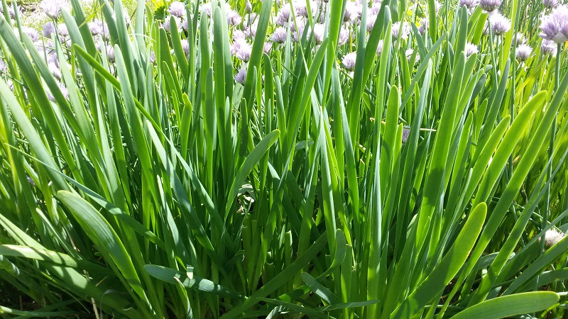 The best varieties of onion seeds for greens and a growing algorithm