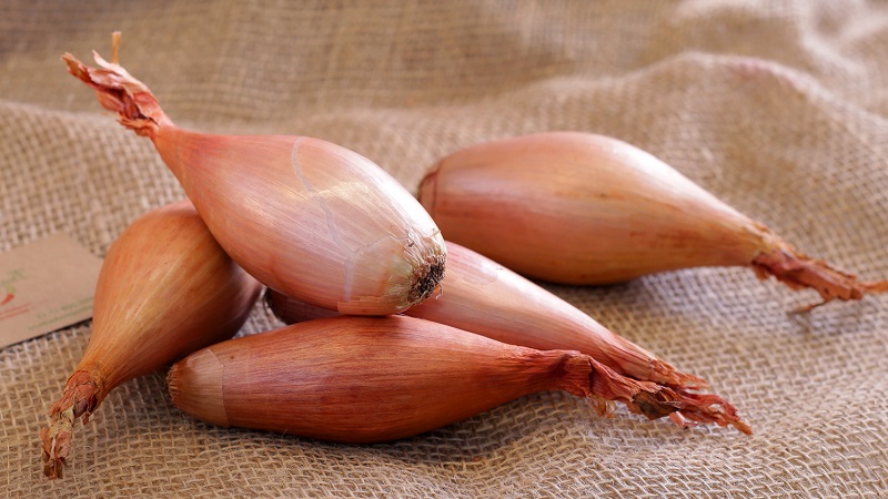 The best varieties of onion seeds for greens and a growing algorithm