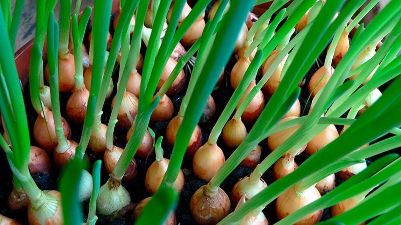 The best varieties of onion seeds for greens and a growing algorithm