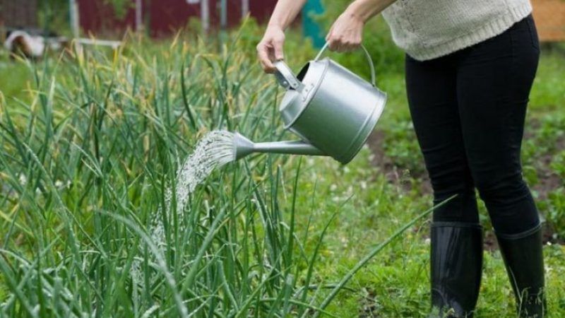 The best varieties of onion seeds for greens and a growing algorithm
