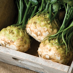 Best Ways to Store Root Celery for the Winter at Home