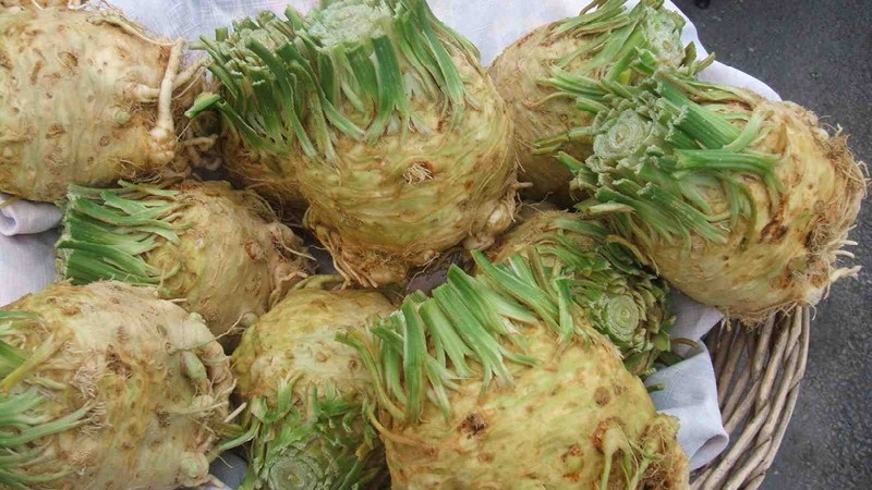 Best Ways to Store Root Celery for the Winter at Home