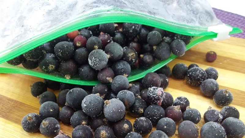 The best ways to freeze black currants for the winter in the freezer