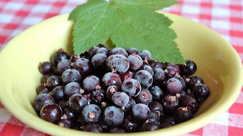 The best ways to freeze black currants for the winter in the freezer