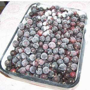 The best ways to freeze black currants for the winter in the freezer