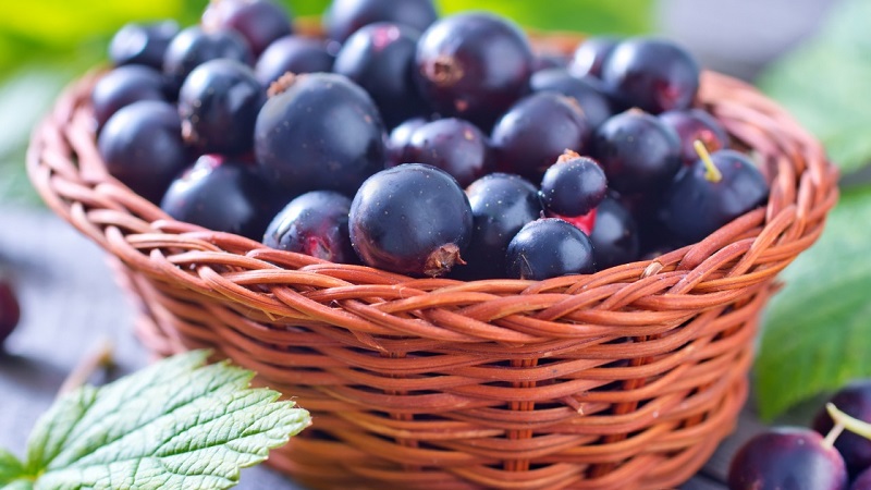 The best ways to freeze black currants for the winter in the freezer