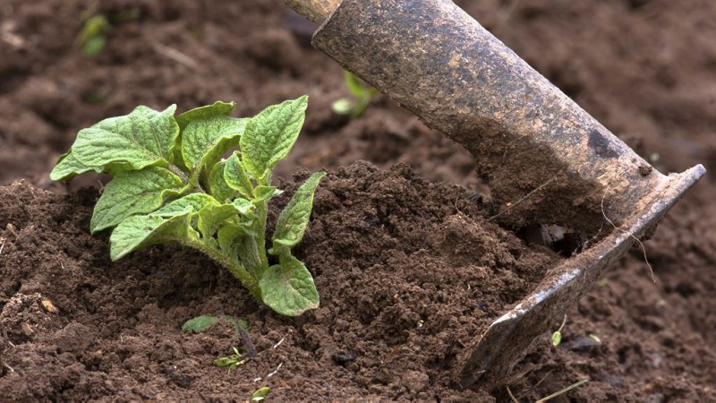 The best ways to weed potatoes