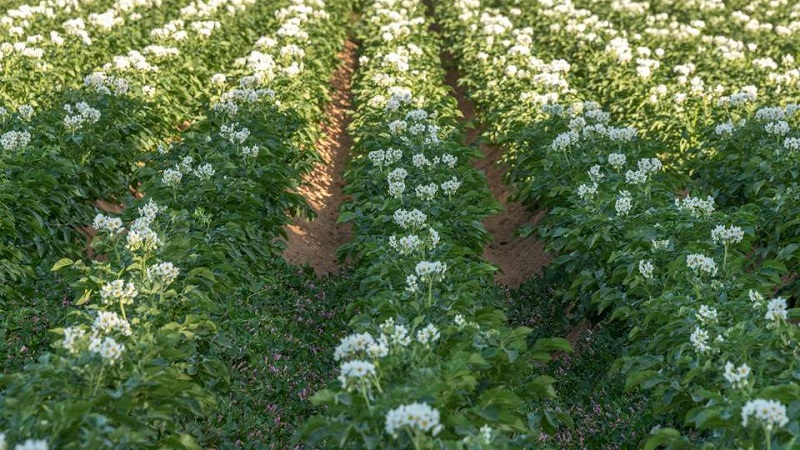 The best ways to weed potatoes