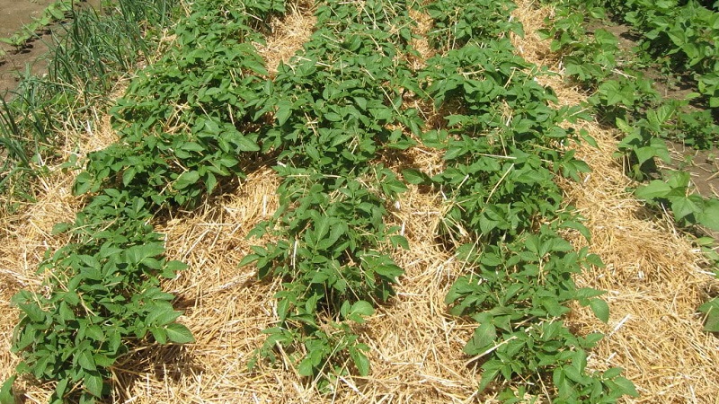 The best ways to weed potatoes