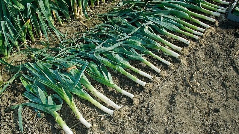 What to do with the harvest: can the leeks be left in the ground for the winter and how best to prepare it for wintering