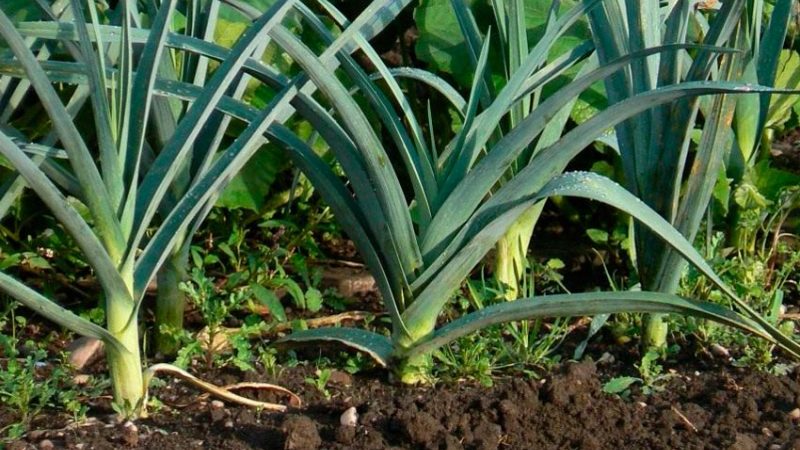 What to do with the harvest: can the leeks be left in the ground for the winter and how best to prepare it for wintering