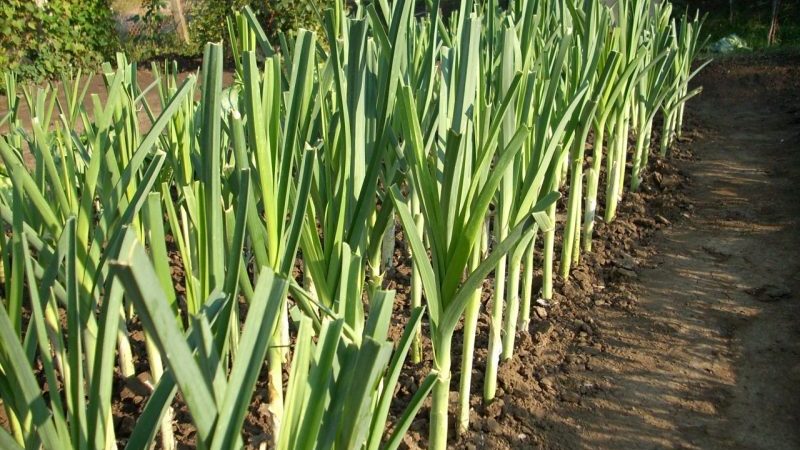 What to do with the harvest: can the leeks be left in the ground for the winter and how best to prepare it for wintering