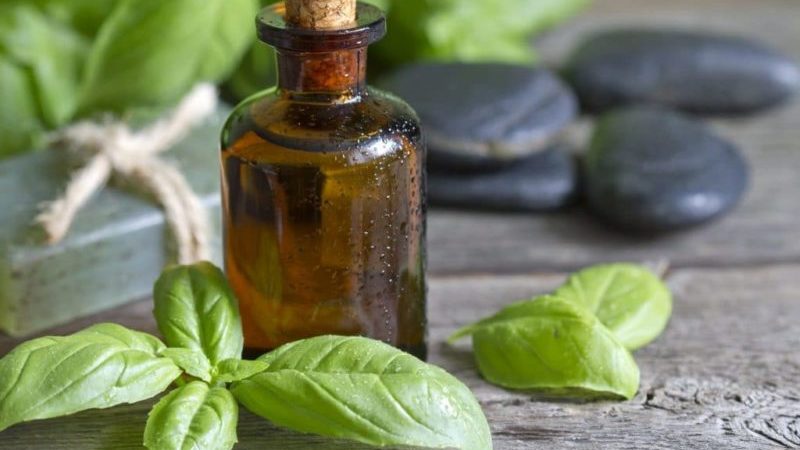 Why basil essential oil is useful and how to use it correctly