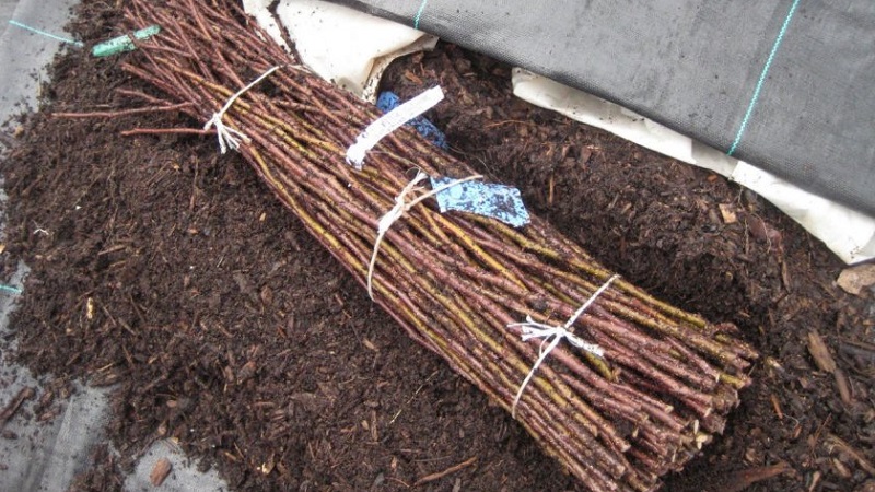 Storage methods for grape cuttings in winter and germination in spring