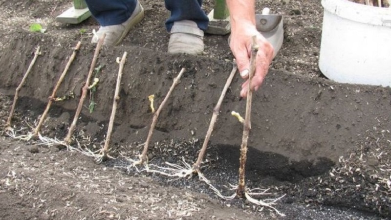 Storage methods for grape cuttings in winter and germination in spring