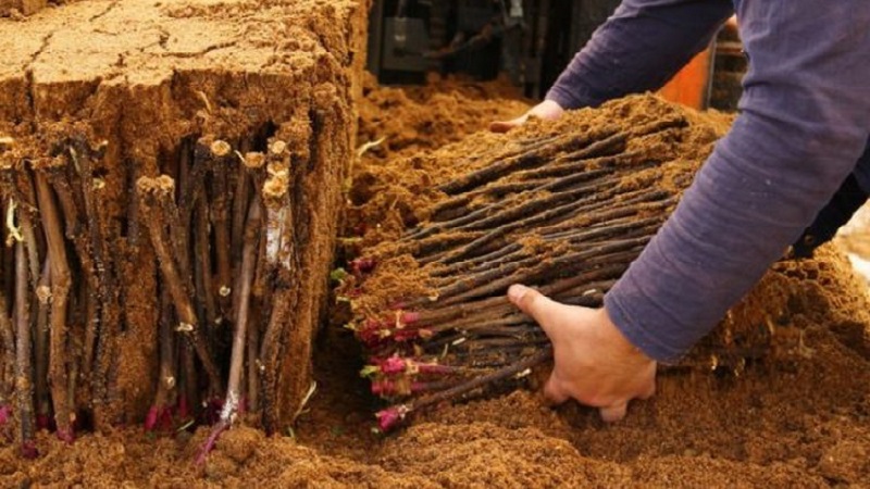 Storage methods for grape cuttings in winter and germination in spring