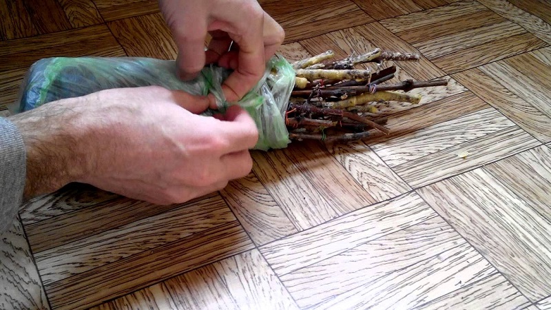 Storage methods for grape cuttings in winter and germination in spring