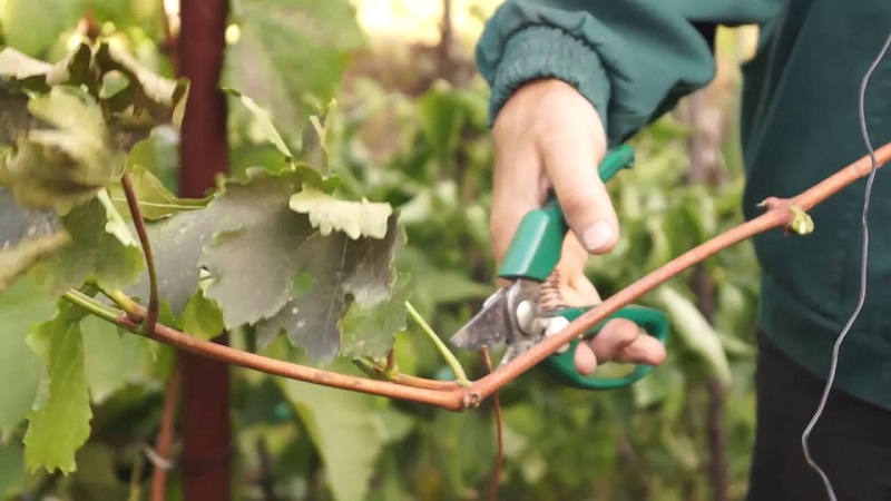 Storage methods for grape cuttings in winter and germination in spring