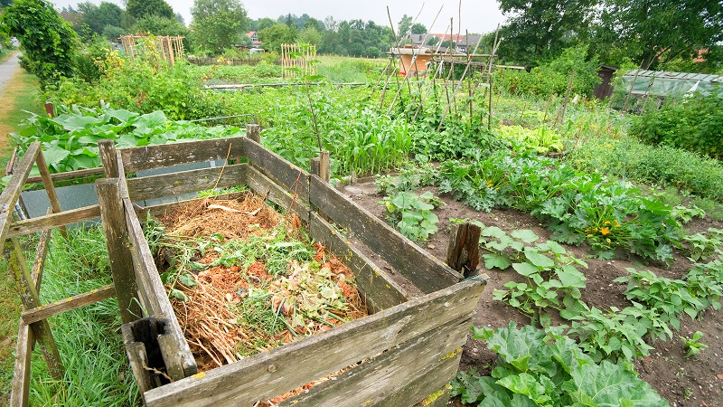 What to do if cucumbers do not grow: top dressing recipes