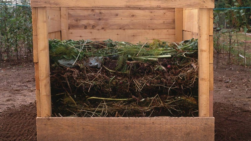 Is it possible to put potato tops in a compost heap and how else to apply it on the site