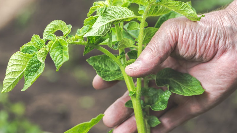 Is it possible to put potato tops in a compost heap and how else to apply it on the site