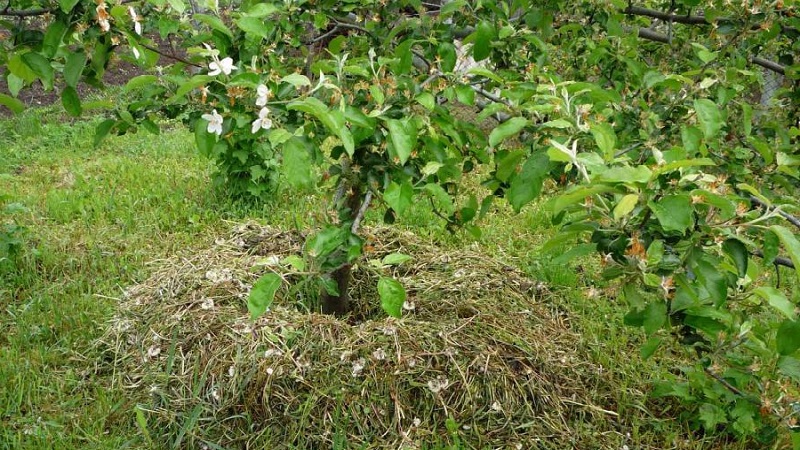 Is it possible to put potato tops in a compost heap and how else to apply it on the site