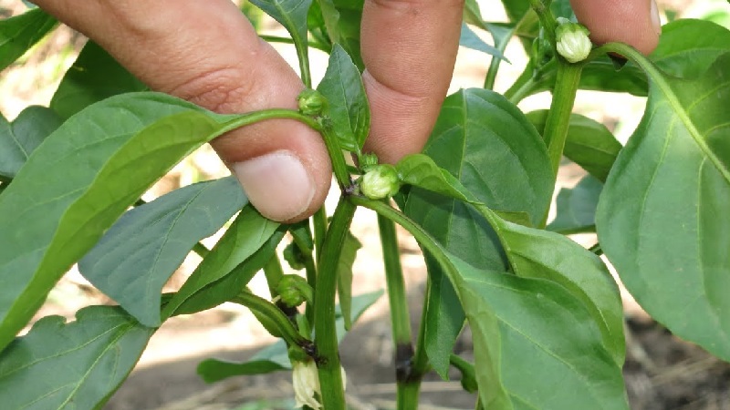 Do I need to pinch peppers: arguments for and against, step-by-step instructions on how to remove stepchildren and useful tips