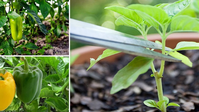 Do I need to pinch peppers: arguments for and against, step-by-step instructions on how to remove stepchildren and useful tips