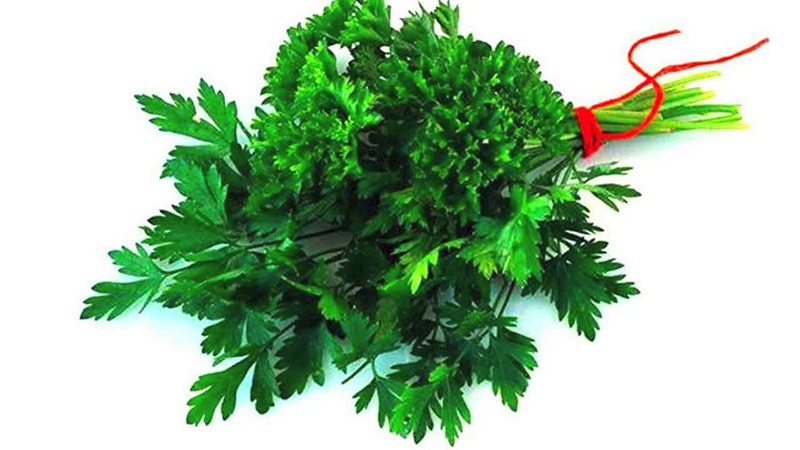 Parsley - description, cultivation, photo