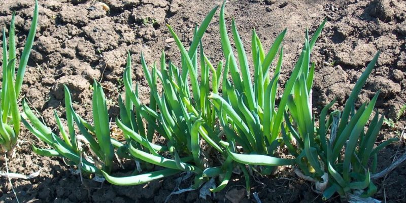 Getting ready for the cold weather correctly: is it necessary to cut the batun onion for the winter and how to do it