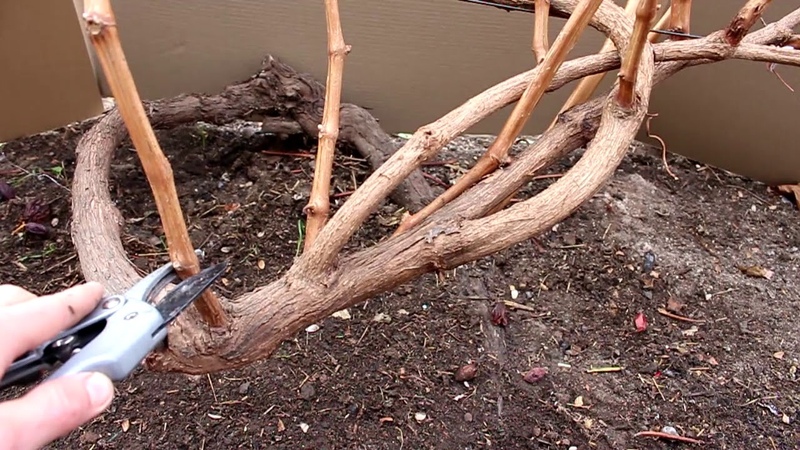 When and how to properly prune grapes in the fall and care for them after the procedure