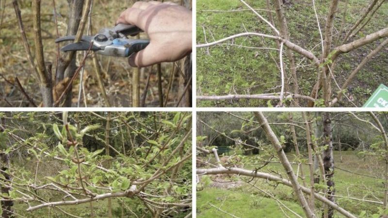 How to properly prune viburnum in autumn (normal and decorative)